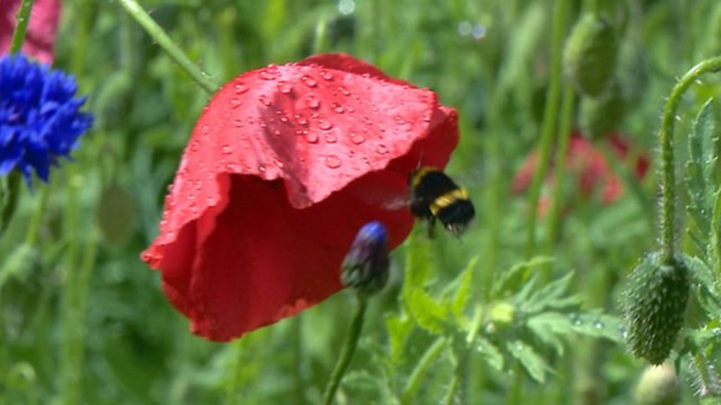VIDEO: Warning over wildflower gardens