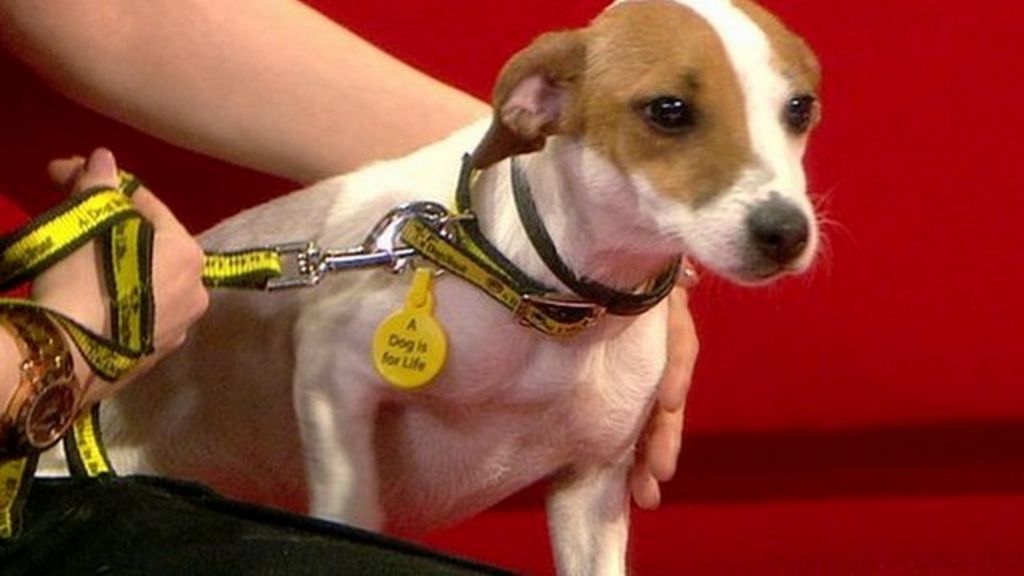 VIDEO: Why should you microchip your dog?