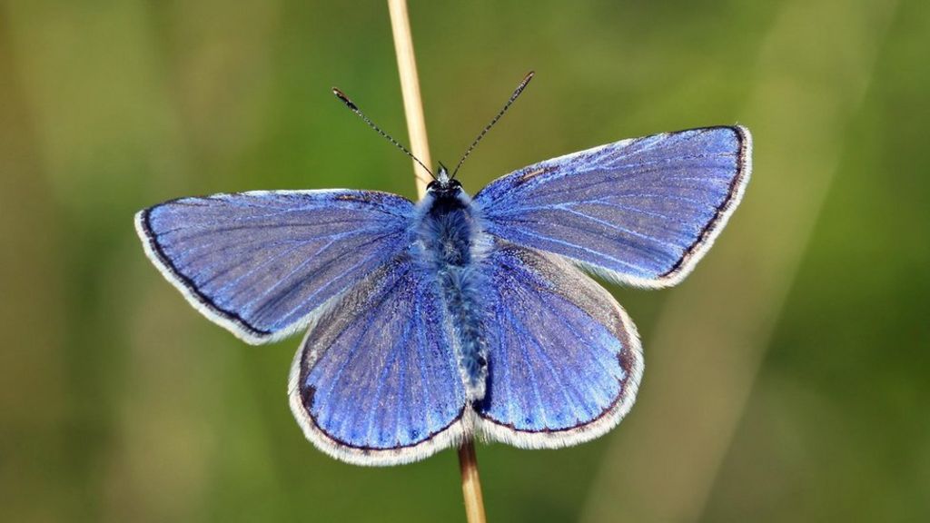 Butterfly numbers drop a mystery, say experts