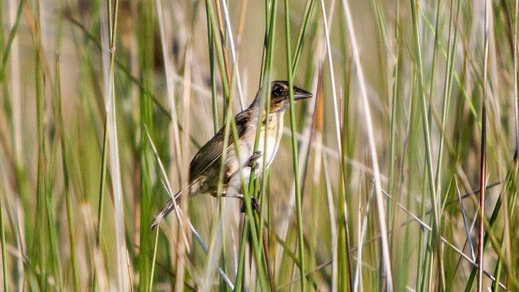 BP Deepwater Horizon oil in land-animal food chain