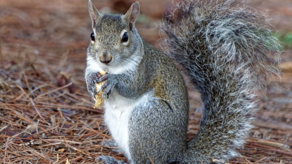 Squirrel 'threat' to critical infrastructure