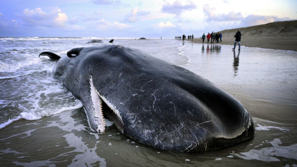 Why do sperm whales wash up on beaches?