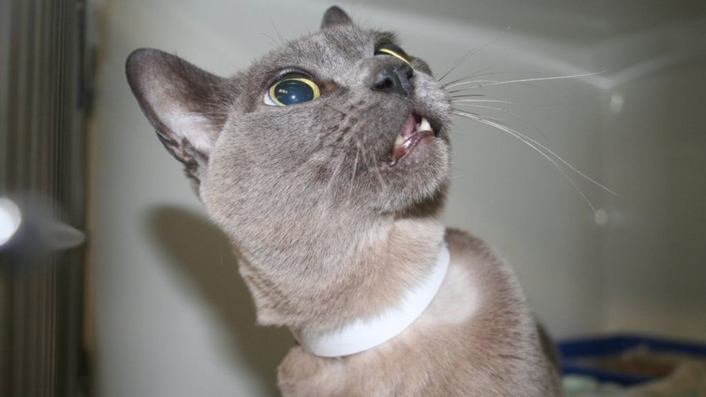 Near-death cat gets life-saving stent