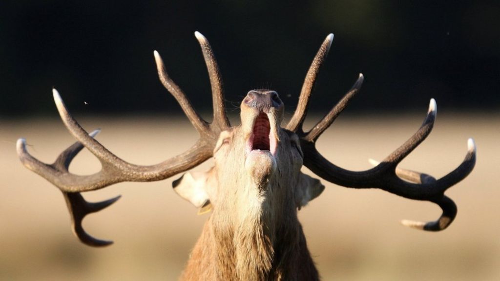 Photographers 'put deer off mating'