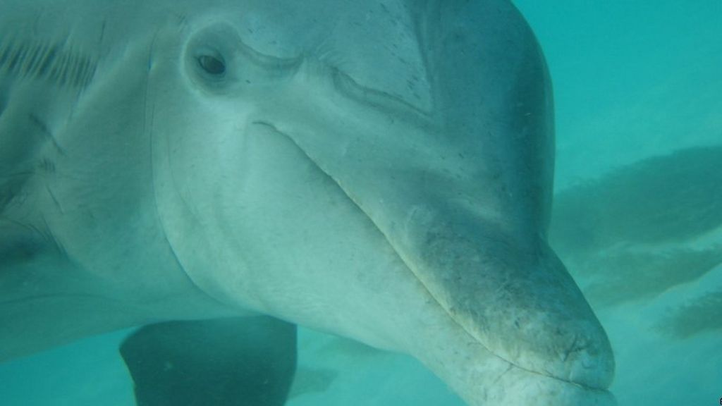 Row over Caribbean dolphin parks plan