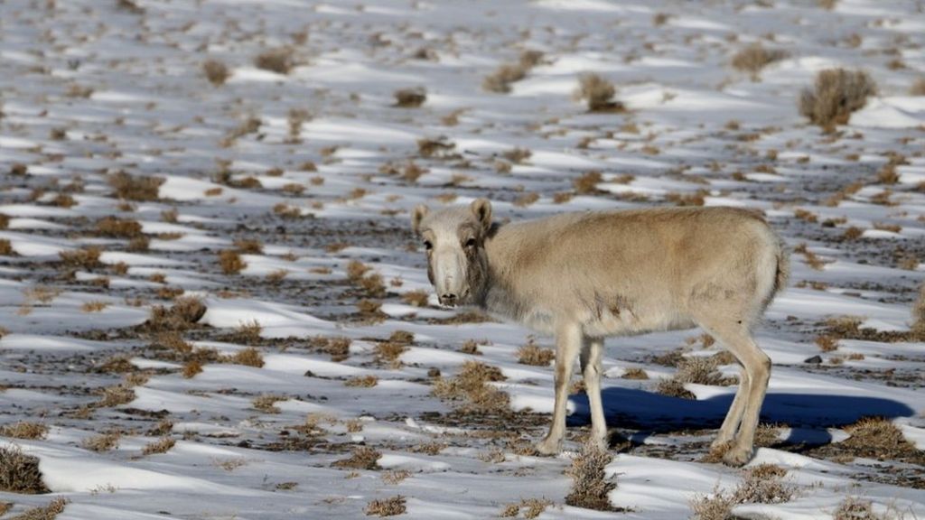Endangered antelope 'may be wiped out'