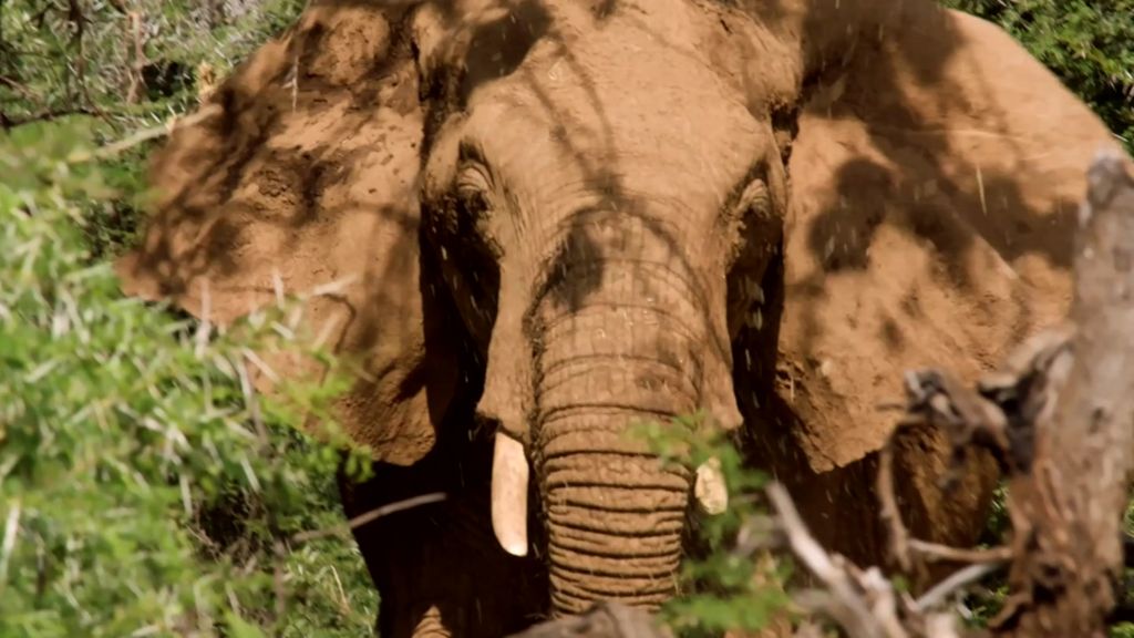 Elephants have been caught eating weaver bird nests BBC News