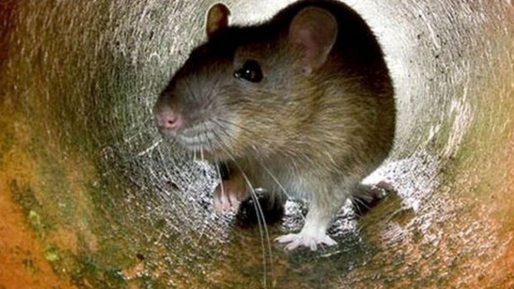 Belfast woman forced from home over smell of dead rats - BBC News