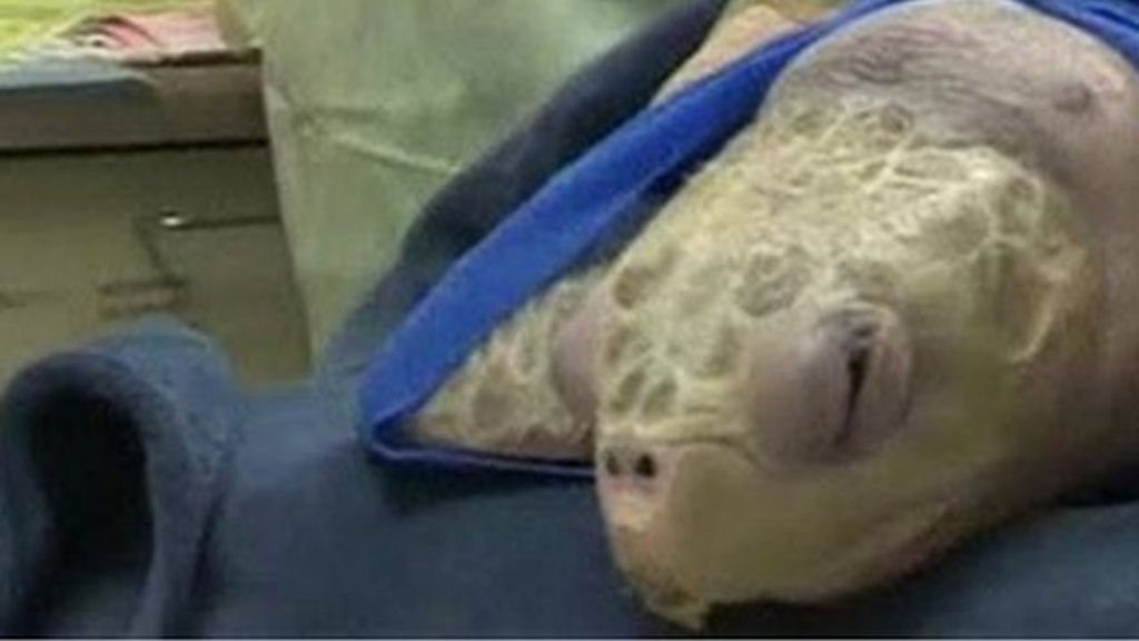 VIDEO: Turtle treated for buoyancy disorder