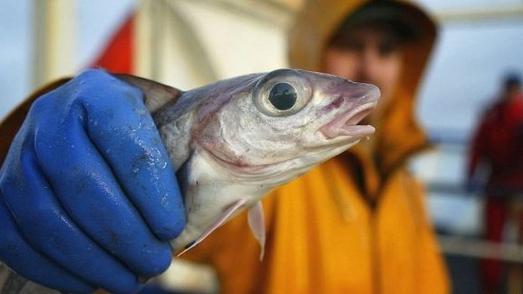 Fish 'at risk' to trawlers revealed