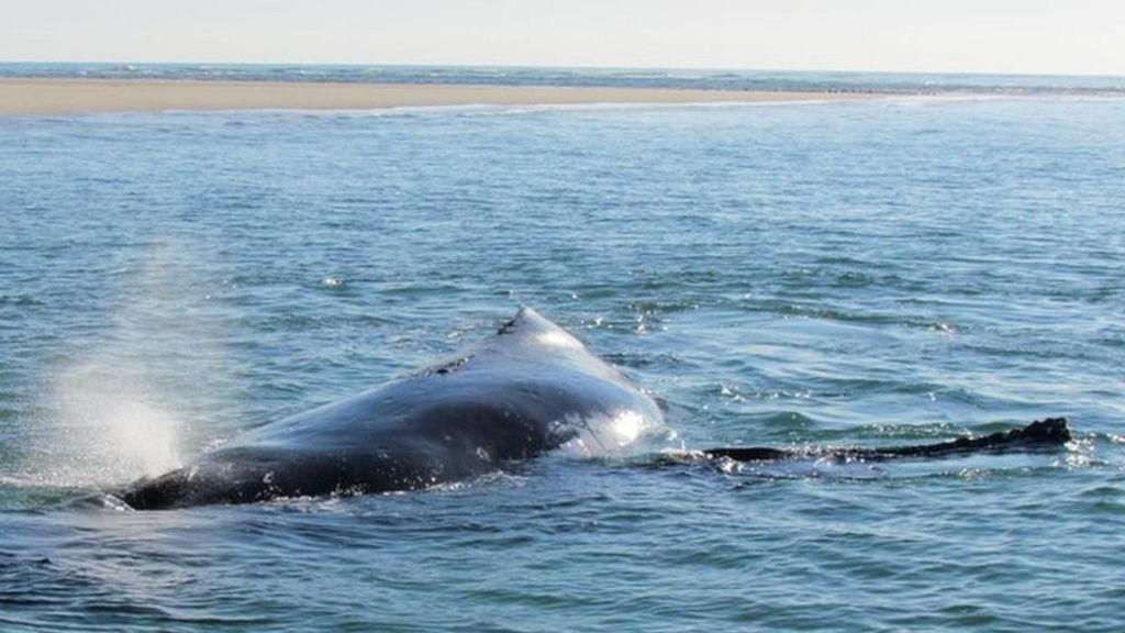 Whale calf seen pushing stranded mother off sandbank