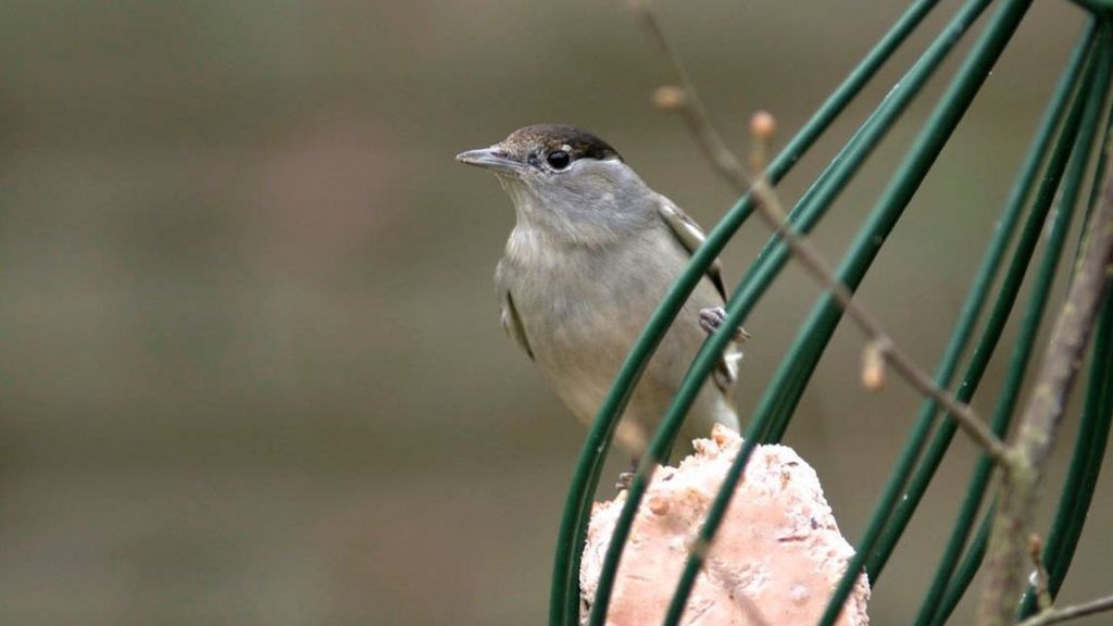 Garden feeding brings blackcaps to UK
