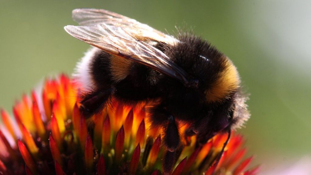 Bumblebee numbers hit by 'unsettled decade'