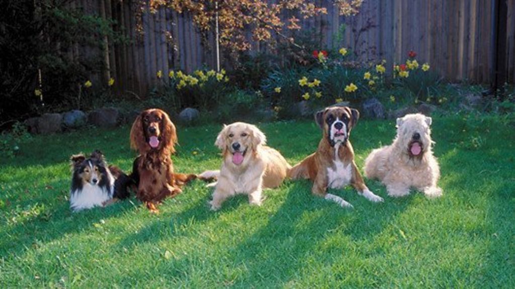 Canine clues to brain tumour discovered