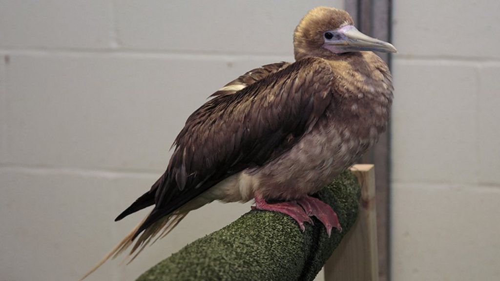 'Norman' the red-footed booby flown home