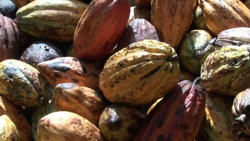 VIDEO: Cocoa threatened by climate change