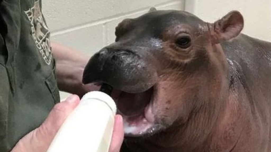 Hospital saves dehydrated baby hippo at Cincinnati Zoo