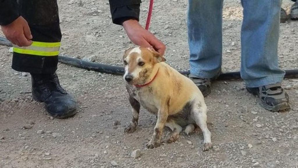Firefighters rescue Jack Russell Lilly who was stuck in pipe