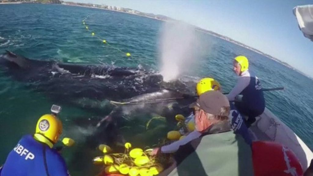 Humpback whale caught in shark nets