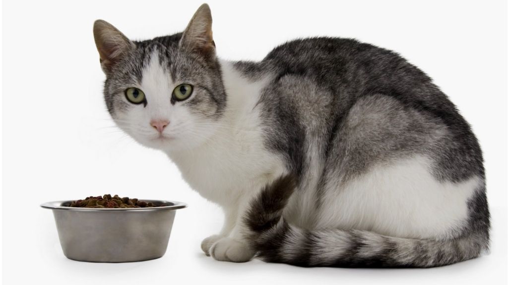 The Nobel Prize winning economist who ate cat food BBC News