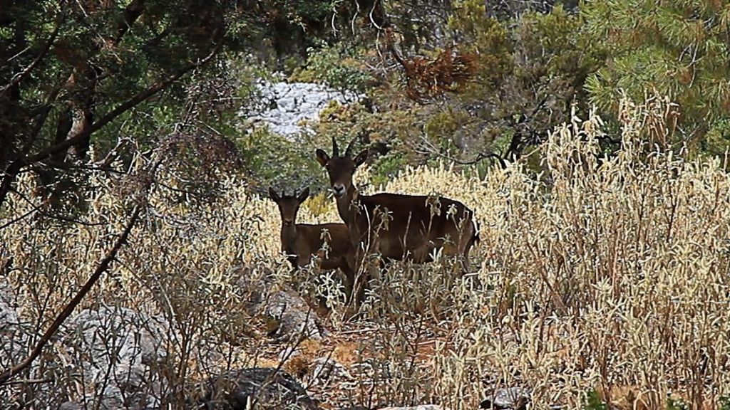 Threatened mountain goat gets help from the skies