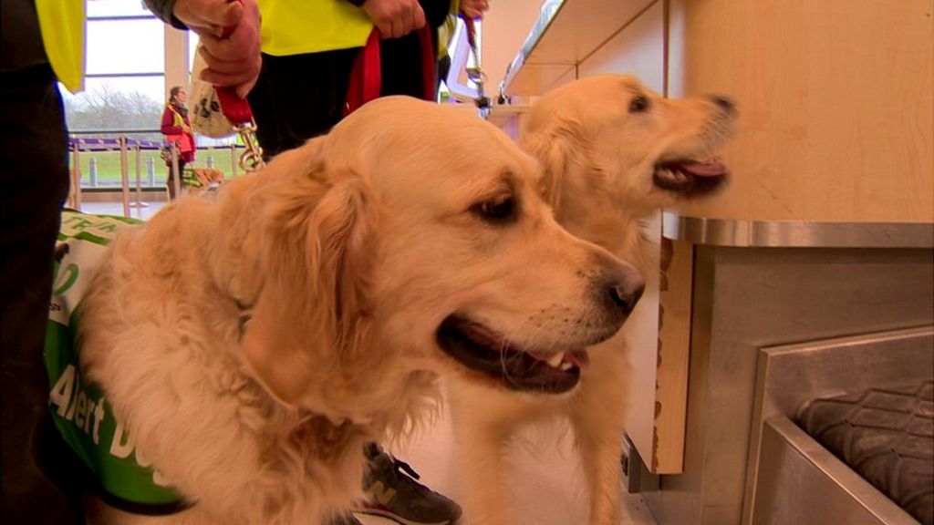 Canine angels earn wings