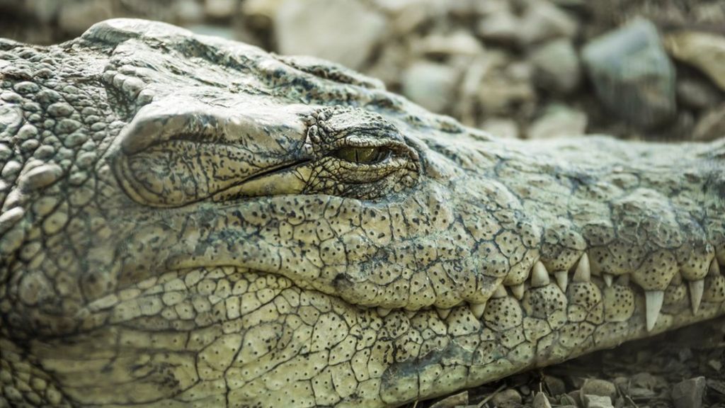 Crocs sleep with one eye watching