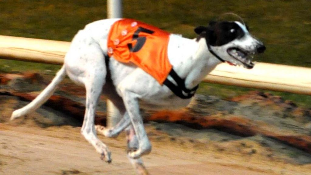 Clares Rocket: '1m euro kidnapped greyhound' found