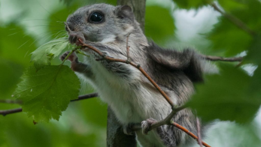 Flying squirrel numbers soar in Helsinki