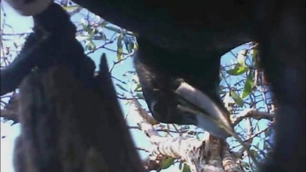 VIDEO: Crows shoot selfie videos for science