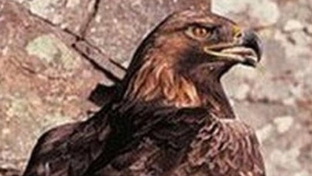 England's only golden eagle feared dead