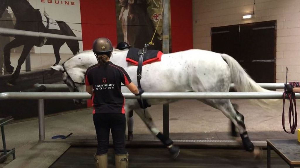 horse on a treadmill shirt