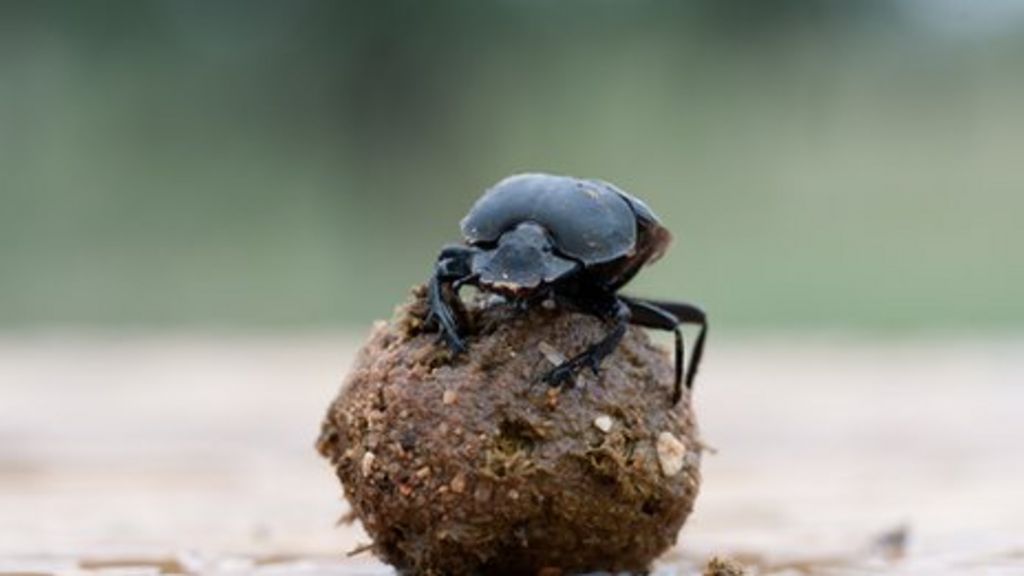 Dung beetles navigate with 'sky snapshot'