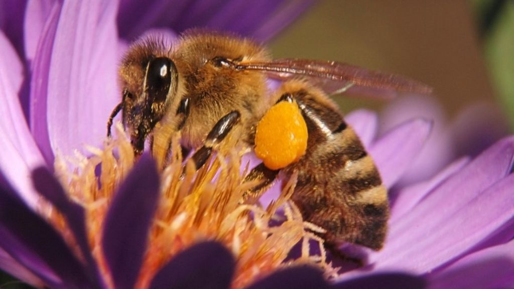 Saving honey bees