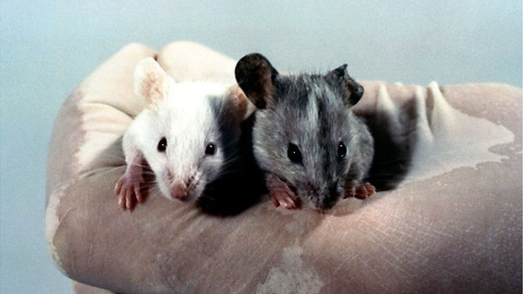 Mutant mice become 'super sniffers'