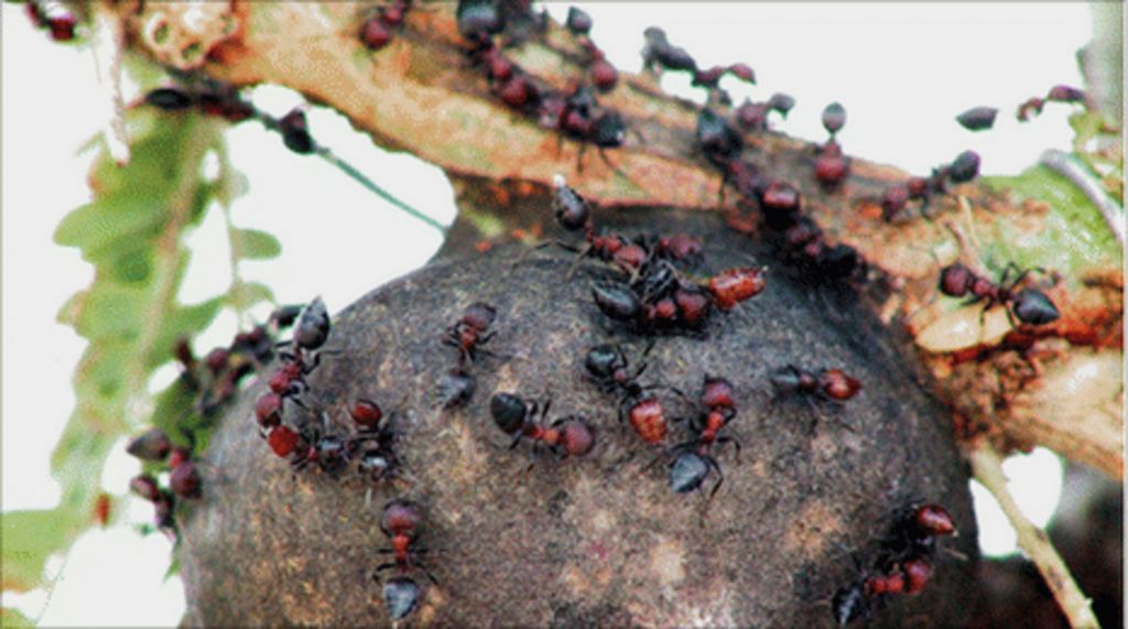 Ants work with acacia trees to prevent elephant damage BBC News