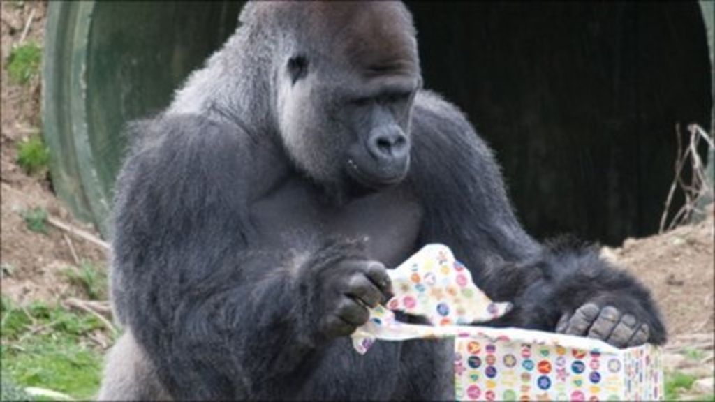 Upright walking gorilla Ambam turns 21 in Kent BBC News