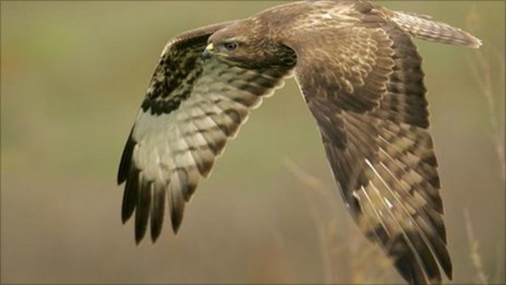 Scots landowners call for licence to kill birds of prey - BBC News