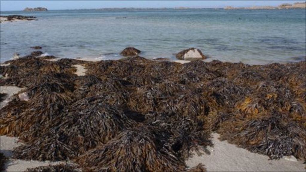 Seaweed survey finds rare sponge off coast of Norfolk BBC News