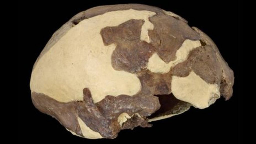 Skull points to a more complex human evolution in Africa BBC News