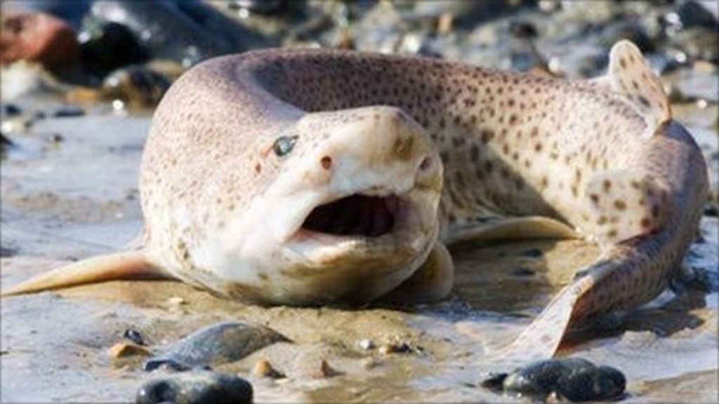 dogfish-shark-chemical-squalamine-stops-human-viruses-bbc-news