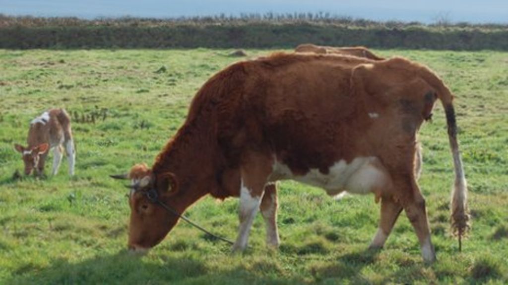 Guernsey's new animal welfare laws move step closer BBC News