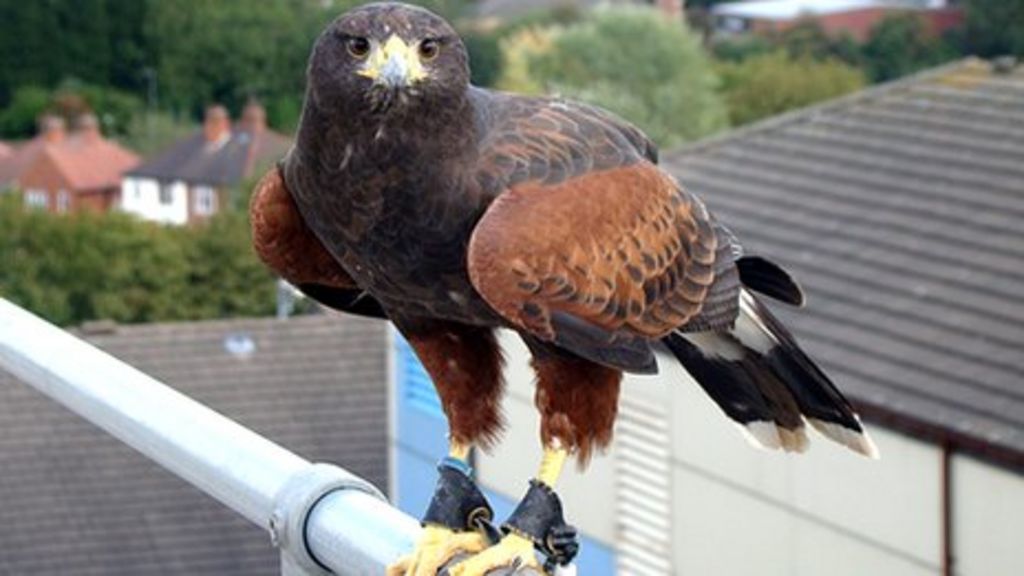 Derby hospital pigeons scared away by hawks and falcons BBC News