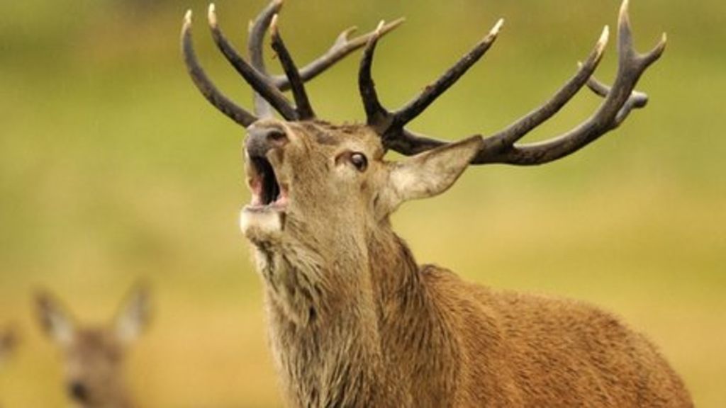 Scottish Wildlife Tourism Call To Businesses Bbc News 