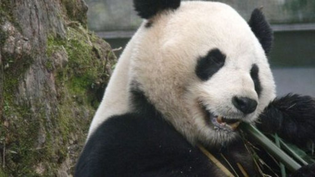 Edinburgh Zoo pandas: Just 'commercial deal' - BBC News