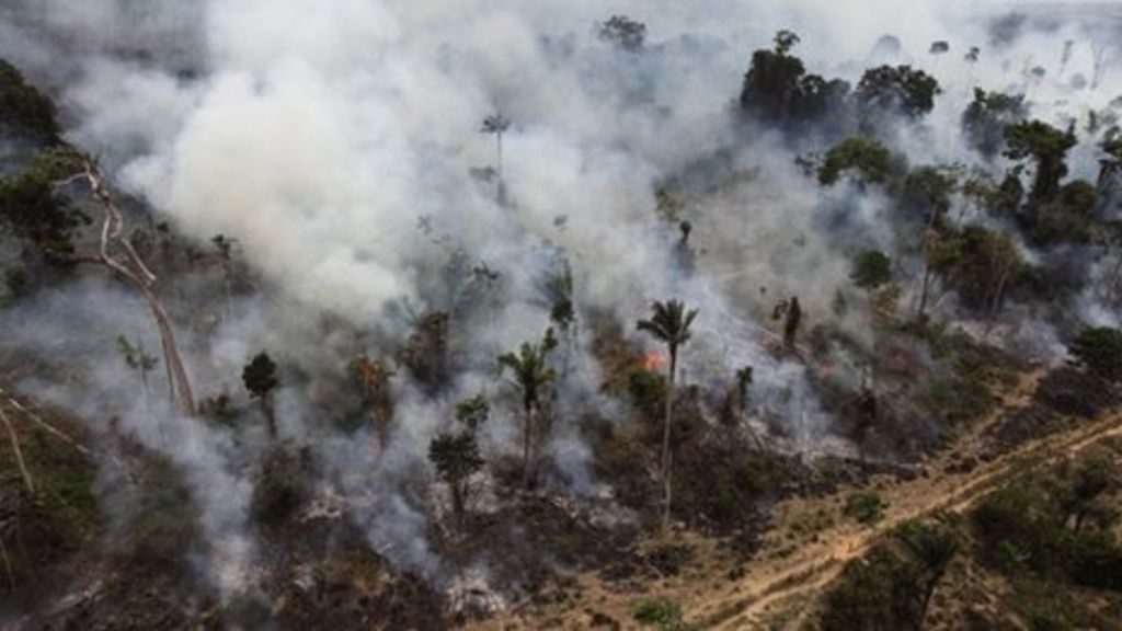 Effects of habitat destruction picture