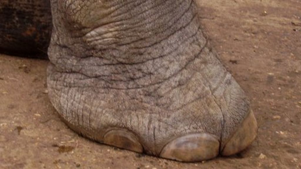 Elephant's sixth 'toe' discovered BBC News