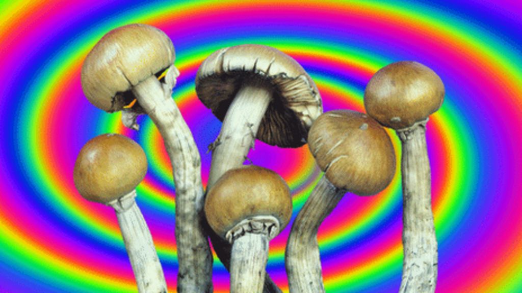 _58042601_b2501157-magic_mushrooms.gif