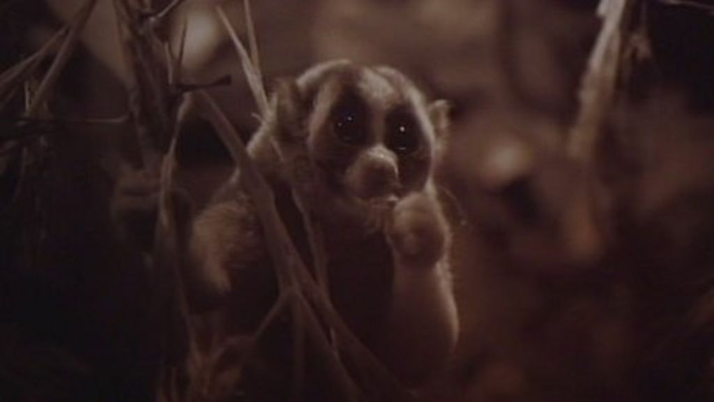 World's only venomous primate 'under threat from pet trade' BBC News
