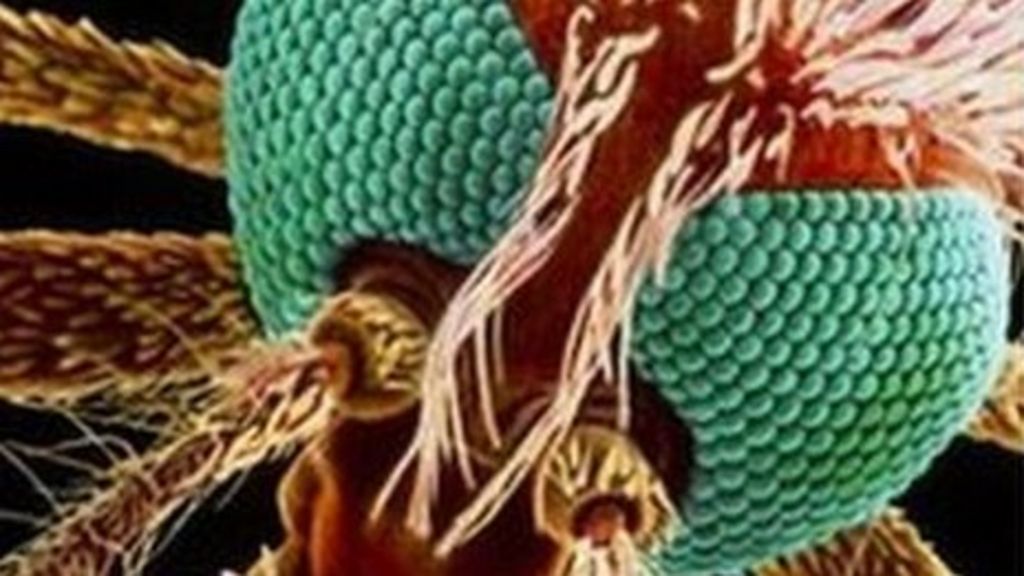 Essay about malaria